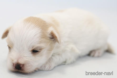 成約済の神奈川県のミックス犬-219528の6枚目